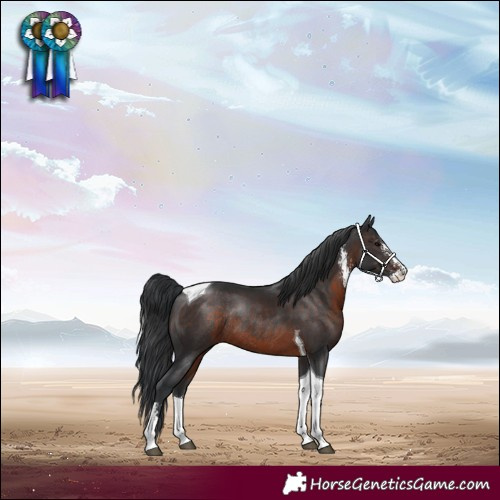 Horse Color:Brown Sabino Tobiano Rabicano
