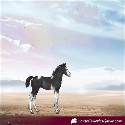 Horse Color:Brown Sabino Tobiano Rabicano 