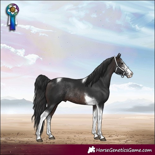 Horse Color:Brown Sabino Tobiano Rabicano 