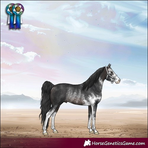 Horse Color:Brown Sabino Rabicano 