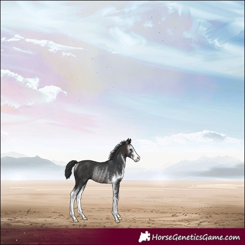 Horse Color:Brown Sabino Rabicano 