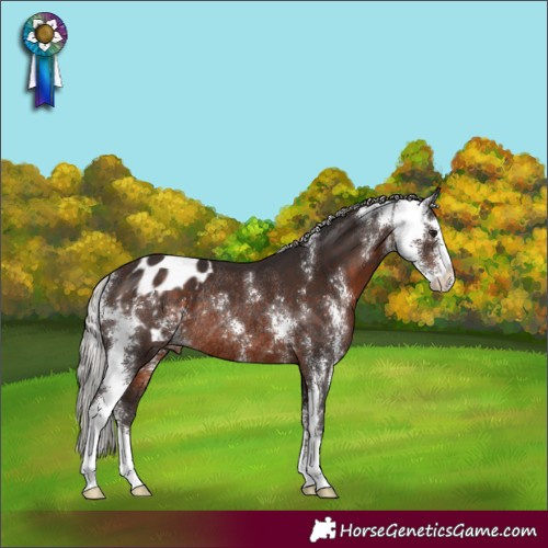 Horse Color:Silver Brown Sabino Blanket Rabicano 
