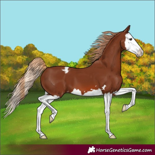 Horse Color:Chestnut Splash Varnish 