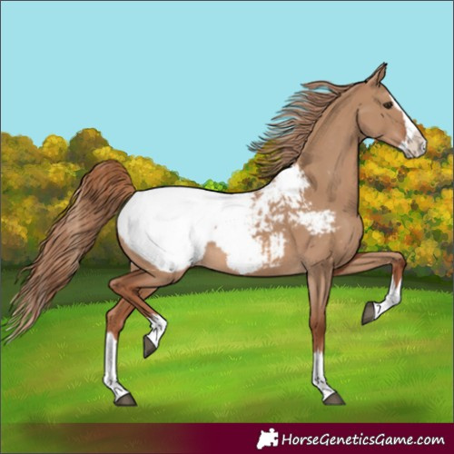 Horse Color:Unknown 