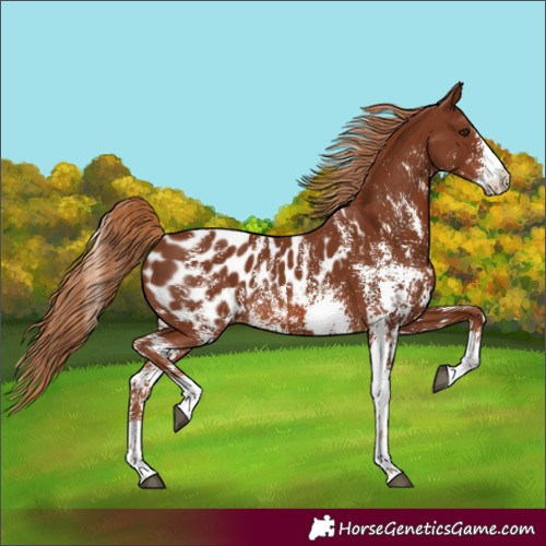 Horse Color:Unknown 