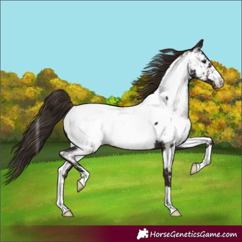 Horse Color:Liver Chestnut Near Fewspot