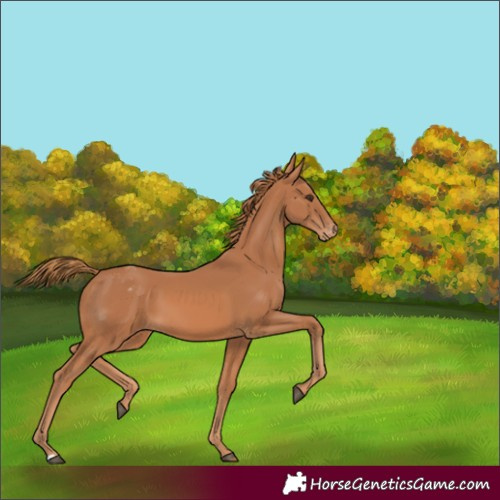 Horse Color:Chestnut Appaloosa 