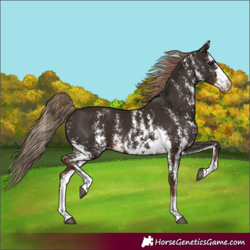 Horse Color:Liver Chestnut Sabino Varnish