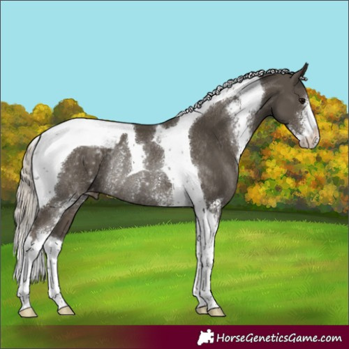 Horse Color:Silver Smoky Black Sabino Tobiano Varnish Rabicano