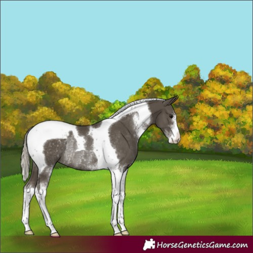 Horse Color:Silver Smoky Black Sabino Tobiano Appaloosa Rabicano