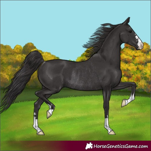 Horse Color:Smoky Black Rabicano