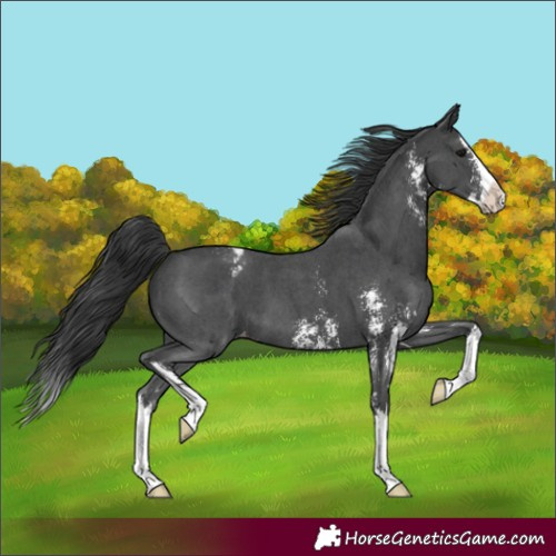 Horse Color:Black Sabino Splash Varnish 