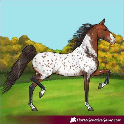 Horse Color:Bay Near Leopard