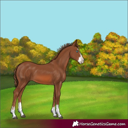 Horse Color:Chestnut Splash 