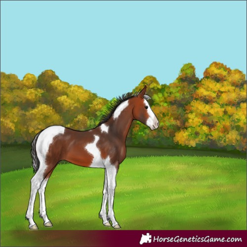 Horse Color:Bay Splash Tobiano