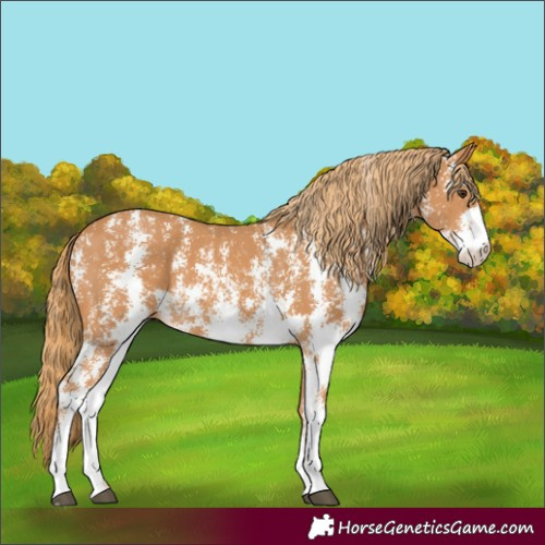 Horse Color:Chestnut Sabino 