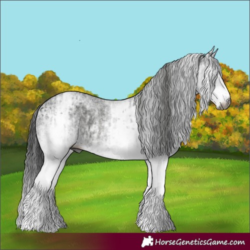 Horse Color:Gray White Spotted Black and Gray White Spotted Black