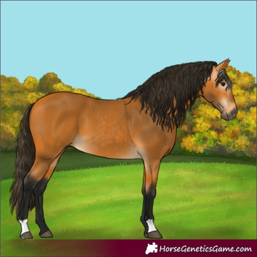 Horse Color:Gray Buckskin