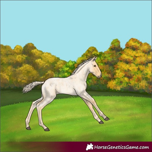 Horse Color:Palomino Roan