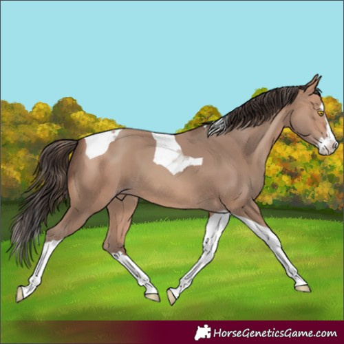 Horse Color:Amber Champagne Splash Tobiano