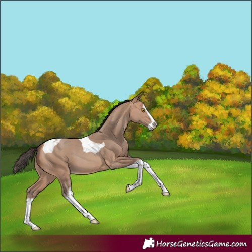 Horse Color:Amber Champagne Splash Tobiano
