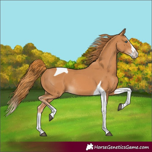 Horse Color:Chestnut Splash Tobiano Varnish Rabicano 