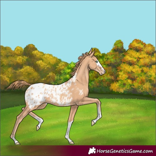 Horse Color:Gold Champagne Blanket