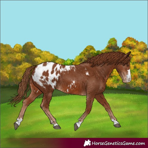 Horse Color:Chestnut Blanket 