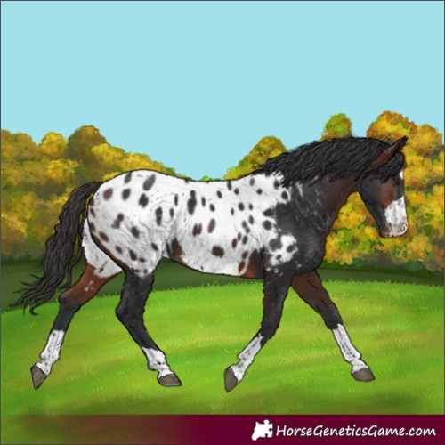 Horse Color:Brown Blanket 