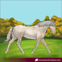 Horse Color:Palomino Roan Pearl