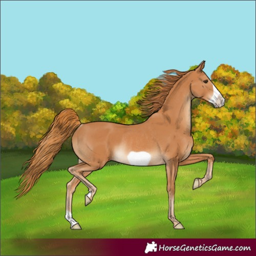 Horse Color:Chestnut Frame Rabicano