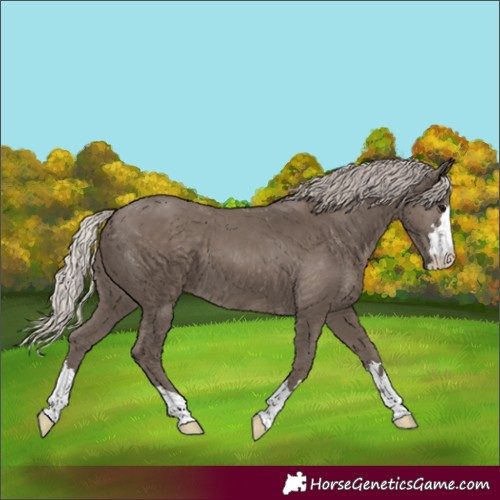 Horse Color:Silver Black