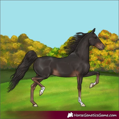 Horse Color:Liver Chestnut