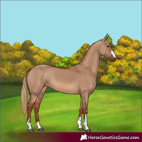 Horse Color:Red Dun