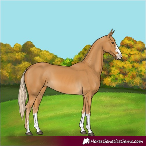 Horse Color:Palomino 