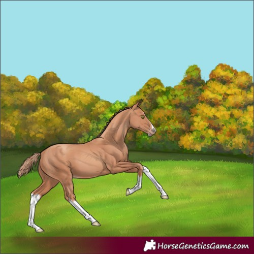 Horse Color:Gold Champagne Splash 