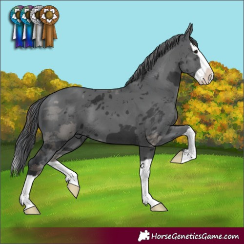Horse Color:Black Merle Splash 