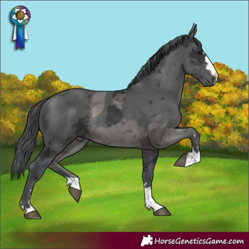 Horse Color:Black Merle 