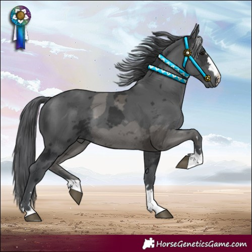 Horse Color:Black Merle