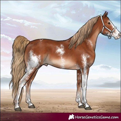 Horse Color:Chestnut Sabino