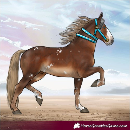 Horse Color:Gray White Spotted Chestnut Splash 