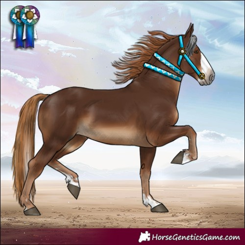 Horse Color:Gray Chestnut Splash 