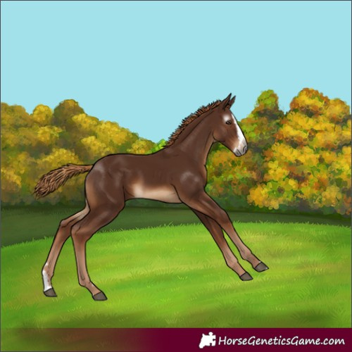 Horse Color:Gray Chestnut Splash