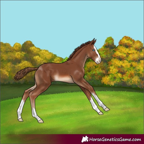 Horse Color:Chestnut Splash
