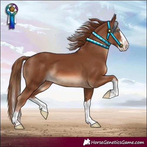 Horse Color:Chestnut Splash 