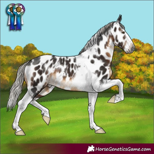 Horse Color:Gray White Spotted Silver Brown Splash Tobiano Near Leopard