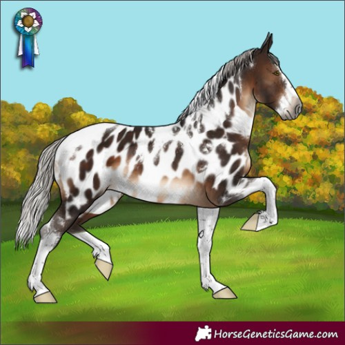 Horse Color:Gray White Spotted Silver Brown Mushroom Splash Tobiano Near Leopard 