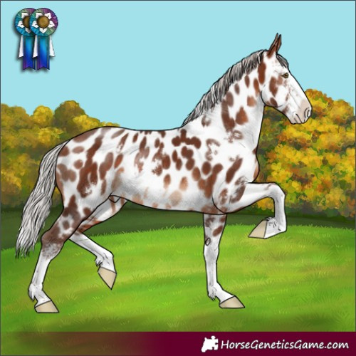 Horse Color:White Spotted Silver Brown Sabino Splash Near Leopard Rabicano 