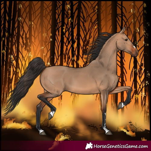 Horse Color:Bay Dun