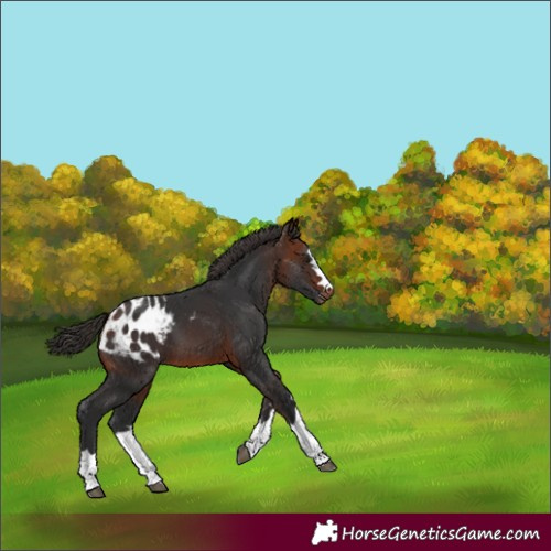 Horse Color:Bay Blanket